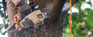 Glouster, OH Tree Care Services Company