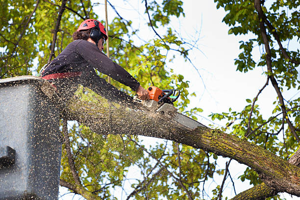 Best Tree Trimming and Pruning  in Glouster, OH